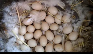 Fertile duck eggs and baby ducks بيض بط مخصّب وصغار بط للبيع