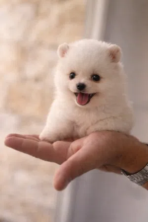 بيبوميريان فوكس فيس اعلى مستوى حجم صغير الاهل أستيراد من أوكرانيا   -جراء