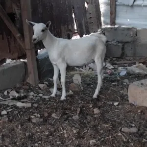 سخله صلاليه بنت 4 شهور