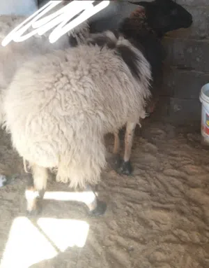 نعجة رباع حايل