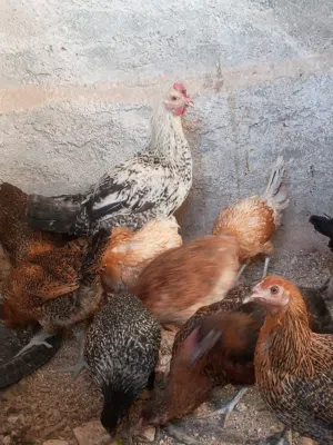 جاج بلدي للبيع