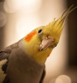كارا 