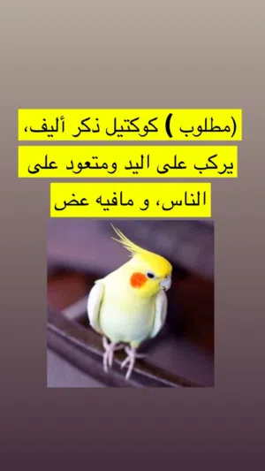 (مطلوب) كوكتيل ذكر أليف، يركب على اليد ومتعود على الناس، ويفضل ما يكون فيه عض