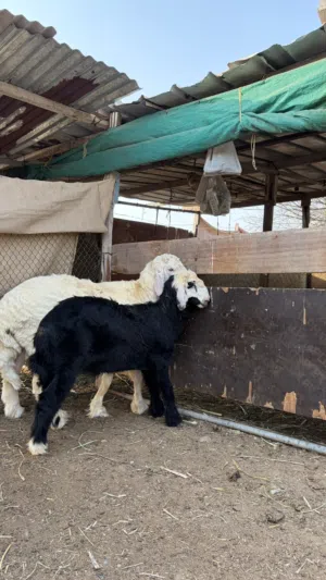 كباشه في بركاء