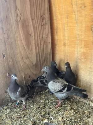 مطلوبب ... مطلوبب افراخ زواجل للبيع