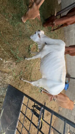 للبيع أبقار
