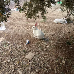 ارنب فرنسي وأنثى بلدي