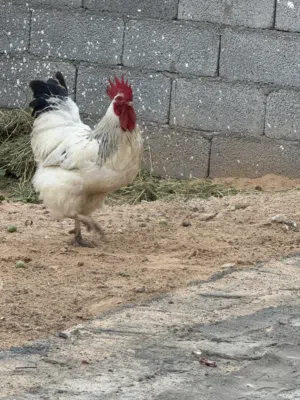 ربي يبارك فروج مشاء الله