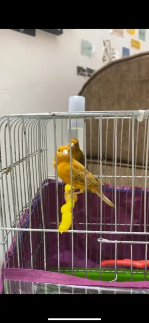 عصافير كنار