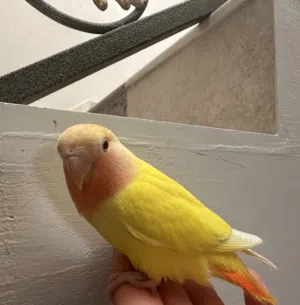 الـشَـقْـصِـيّ 
