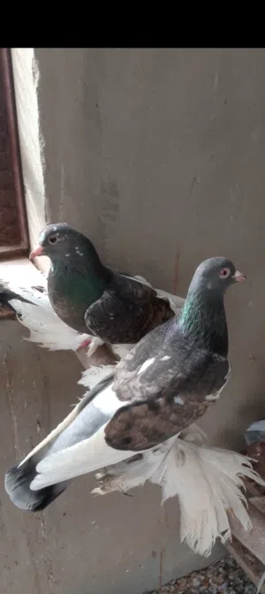 كوبية شقلاباز لون وسروال ربي ايبارك