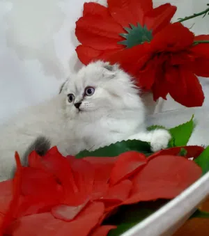 أنثى سكوتش ع هملايا فصيله حلوة ونادة