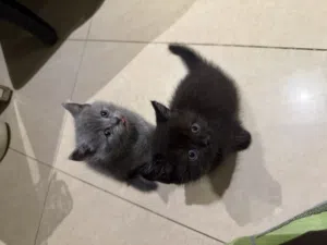 Stunning Black Persian × British Shorthair Kittens
