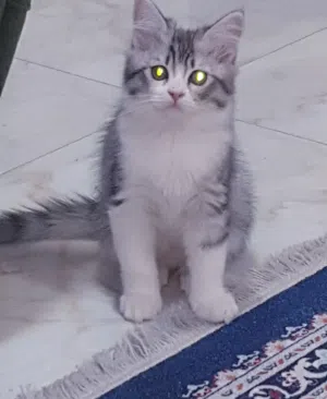 قطط شيرازي