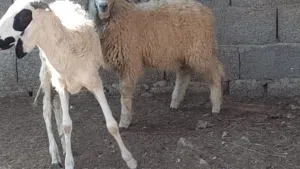 2خرفان العمر 4شهور وحد هجين وحد وطني