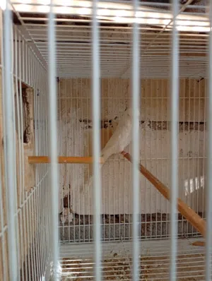 زوج البينو انكليزي حمره جواهن بيض حاليٱ