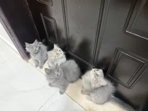 قطط شيرازي