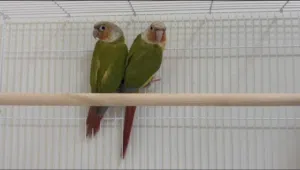 زوج كنيور باينبل عمر 2025 فحص DNA