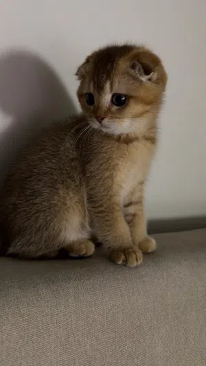 Scottish Fold ( Female ) Three months cat for sale
