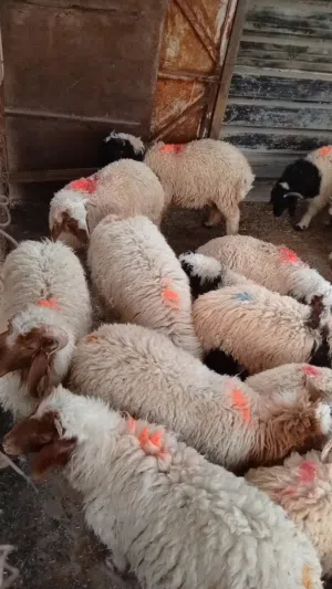 اغنام للبيع