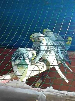 يتوفر طيور حب للبيع شكري ورصاصي