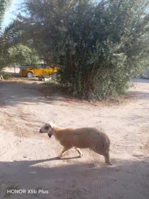 خروف مشاء الله عيب لا