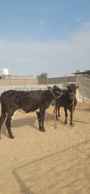 بقرتين للبيع بسعر لقطة