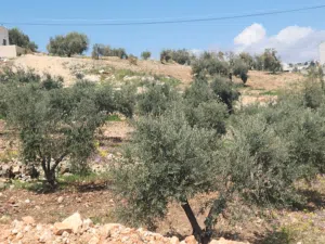 Residential Land for Sale in Amman Bilal