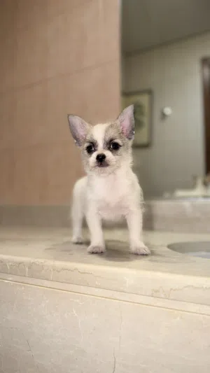 جراء شيواوا صغيرة  ذكور وإناث  Chihuahua Puppies UAE Delivery 1500