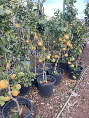 مشاتل الأندلس