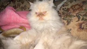 قط للجواز بيرشن علي هيمالايا