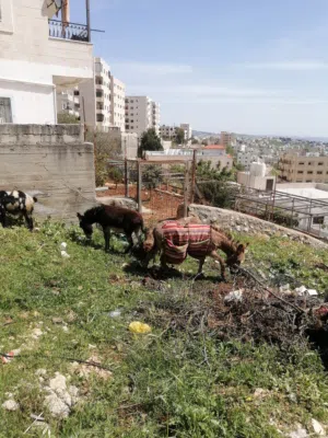 حمار غنم عدد اثنين