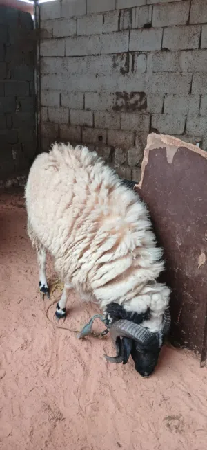 خروف وطني العمر سداس خروف وطني للبيع