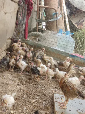 افراخ دجاج عرب وابو ركيبه