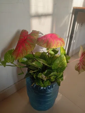 نبات زينة للبيع