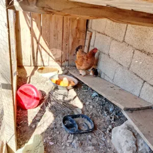 دجاجة عربية