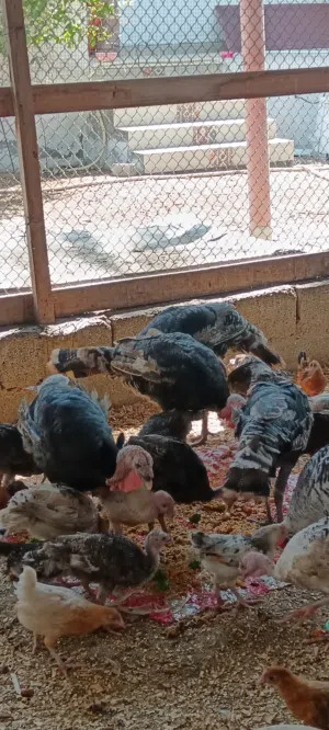 دجاج رومي....