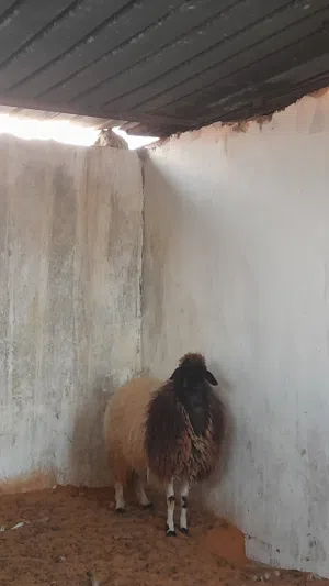 فطيمه برقاويه درجه اولى