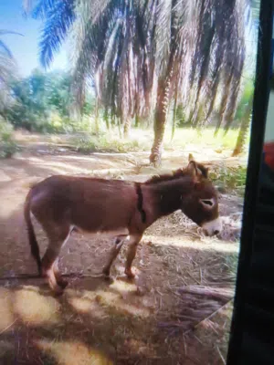 البيع حمار حجاري