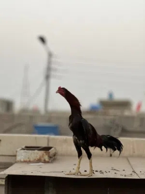 متاح  دجاج هراتي اقرأ الوصف