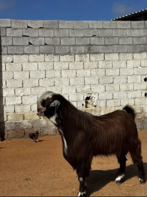 فحل هجين اردني
