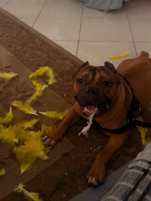 Pitbull Dog for sell