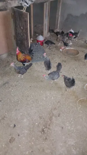 دجاج كويتي اصلي شوكيات