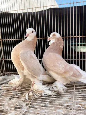 جوز هزاز ربي ايبارك لون اصفر