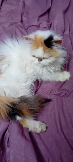 بيرشن انثى