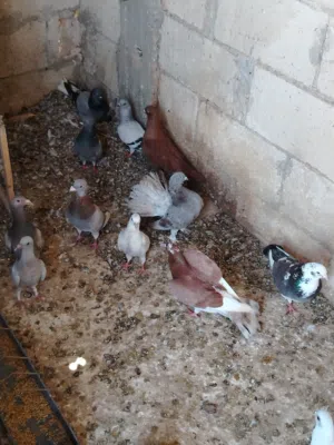 حمام مشكل البيع عالكوم بالصلاة عالنبي سبب البيع عدم التفرغ