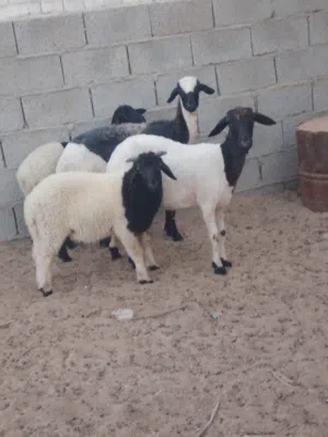 بسم الله  ما شاء الله زوج حوليات والدات حولي وحوليه تحت منهن حولي وحوليه رويانات من الحليب