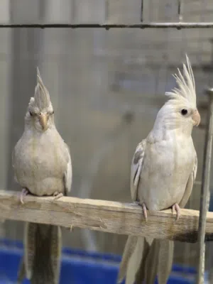 فراخ كوكتيل