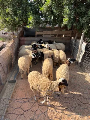 ‏غنم‏0
