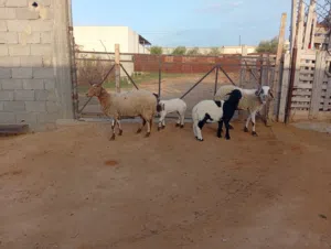 اغنام للبيع